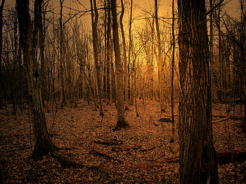 Nature, Trees, Autumn, Forest HD wallpaper