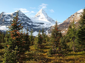 Mt. Assiniboine Near Lake Magog Campground, trees, sky, snow, mountain HD wallpaper