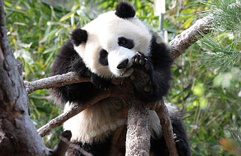 *** Panda Bear ***, ladowe, mis, misie, zwierzeta, panda HD wallpaper