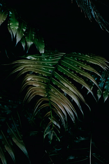 Leaves, Plant, Dark HD phone wallpaper