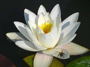 flower-macro., white, flower, nature, insect, macro HD wallpaper