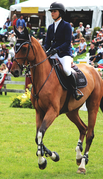 Bell boots graphy, Beautiful horses, Show jumping horses, Equitation HD phone wallpaper