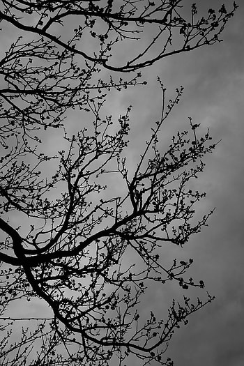 Sky, Dark, Wood, Tree, Branches, Bw, Chb HD phone wallpaper