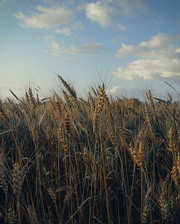 Nature, Grass, Sky, Field, Ears, Spikes HD phone wallpaper