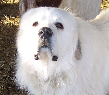 MY NAME IS RALPH , majestic, loveable, friendly, big HD wallpaper