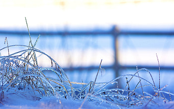 Winter, Grass, Ice, Snow, Macro, Frozen HD wallpaper