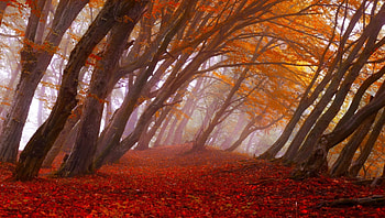 Autumn in Red, leaves, red, trees, autumn, foliage HD wallpaper