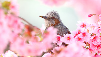Brown Small Sharp Beak Is Standing On Pink Cherry Blossom Flowers Tree Branch Birds HD wallpaper
