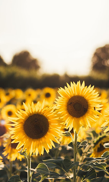Sunflower , Stunning graphy, Nature's beauty, Vibrant yellow petals HD phone wallpaper