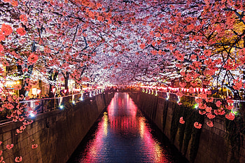 Cherry Blossom Trees Covering River Canal, cherry, trees, nature, river HD wallpaper