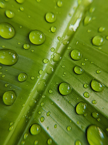 Drops, Macro, Sheet, Leaf HD phone wallpaper