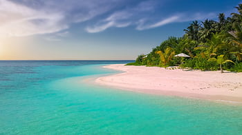 Serene tropical beach with palm trees and clear turquoise water, perfect for a relaxing summer vacation. HD wallpaper