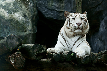 Big White Tiger , white-tiger, tiger, animals HD wallpaper