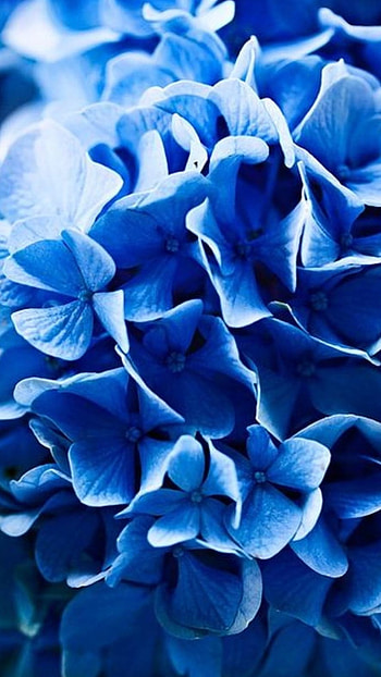 Blue Colour, Blue Colour Flowers HD phone wallpaper