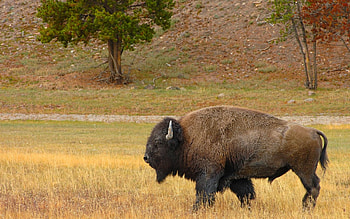 Wild landscapes with animals, Animal-themed , American bison in the wild, Captivating wildlife ry HD wallpaper