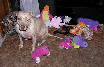 SOME OF MY TOYS, dog, american, toys, pit bull, canine HD wallpaper