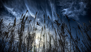 Nature, Bird, Flight, Wings, Ear HD wallpaper