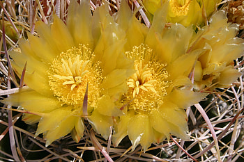 Heart of Gold, desert, anza borego, flowers, cactus HD wallpaper