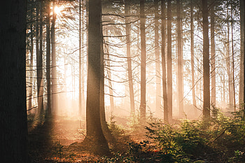 Nature, Trees, Sun, Shine, Light, Beams, Rays, Forest HD wallpaper