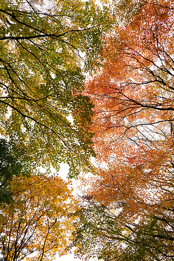 Nature, Trees, Autumn, Branches, Bottom View HD phone wallpaper