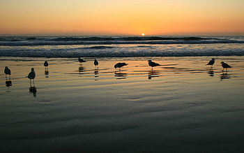 Nature, Seagulls, Sand, Wet, Evening HD wallpaper