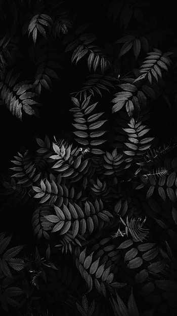 Pin oleh Fatin Sarman di Black & White. hitam, hitam dan putih, fotografi, Dark Leaves Aesthetic HD phone wallpaper
