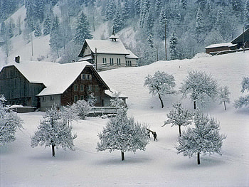 Winter in Europe, winter, covered, europe, slope, cold, beautiful, houses, mountain, snow, trees HD wallpaper