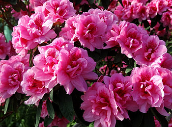 Flowers, Leaves, Close-Up, Bloom, Flowering, Azalea HD wallpaper