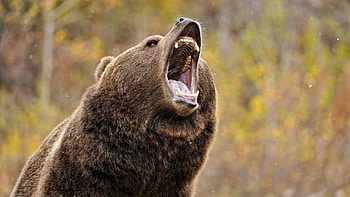 Grizzly bear, Wildlife graphy, Natural habitat, Majestic creature HD wallpaper
