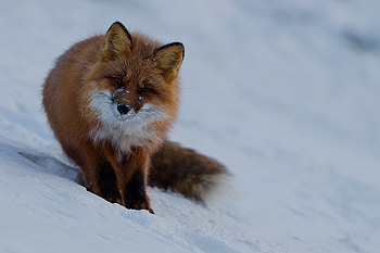 red fox, winter, snow, red, nature, fox HD wallpaper