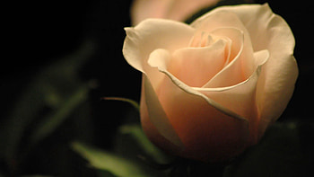 Macro, Light, Rose Flower, Rose, Petals, Shadow, Light Coloured HD wallpaper