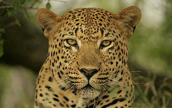 Animals, Leopard, Muzzle, Color, Sight, Opinion HD wallpaper