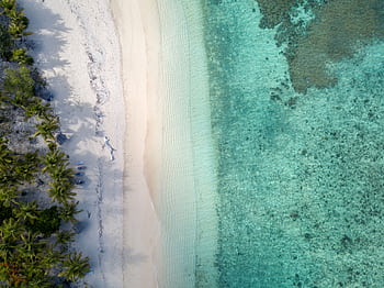 A stunning aerial view of a tropical beach with palm trees lining the shore and clear blue waters. HD wallpaper