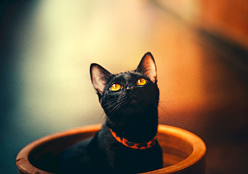 Animals, Cat, Sight, Opinion, Collar HD wallpaper