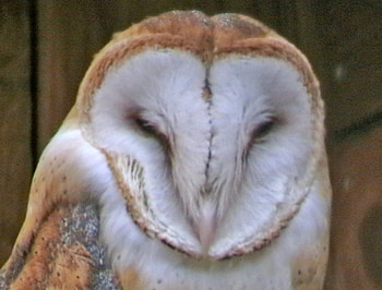 Watching you, island, bc, owl, vancouver HD wallpaper