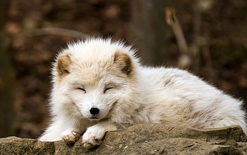 Arctic fox, Baby Animal HD wallpaper