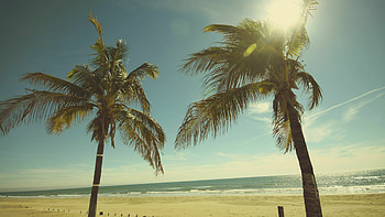 palm trees, Nature's paradise, Tropical vibes, Majestic allure HD wallpaper