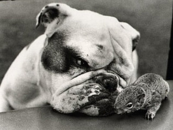 bulldog and squirrel, dont mess with me, i got my eye on you HD wallpaper