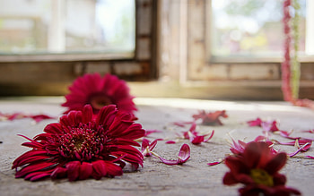 Plants, Flowers HD wallpaper