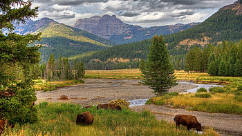 Yellowstone National Park, Bison grazing, Winter wonderland, Windows 10 spotlight HD wallpaper
