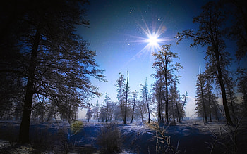 SUSHINE AT WINTER FOREST, winter, sunshine, snow, pines, forest HD wallpaper