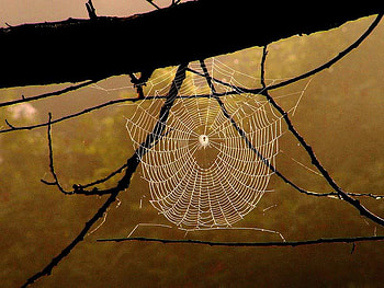Dewy Web, web, spider, limb, dew HD wallpaper
