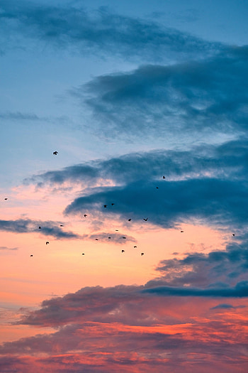Nature, Birds, Sunset, Clouds, Flight HD phone wallpaper
