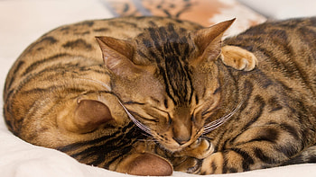 Couple, Bengal Cats HD wallpaper