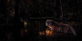 Crossing the water, tigru, thecallybear, lantern, dark, night, black, tiger, art, big cat, pisici, fantasy, light, water HD wallpaper