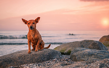 Animals, Sea, Rock, Dog, Stone, Puppy HD wallpaper