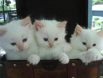 A box full of joy...., cats, white, box, kittens HD wallpaper