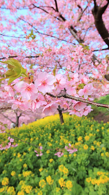 Spring in Bloom, pink flower, blossom, tree, earth, nature, spring HD phone wallpaper