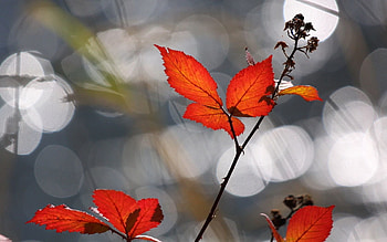 Background, Autumn, Leaves, Macro, Glare, Dry HD wallpaper