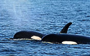 Killer whales, deep, blue, in, ocean HD wallpaper